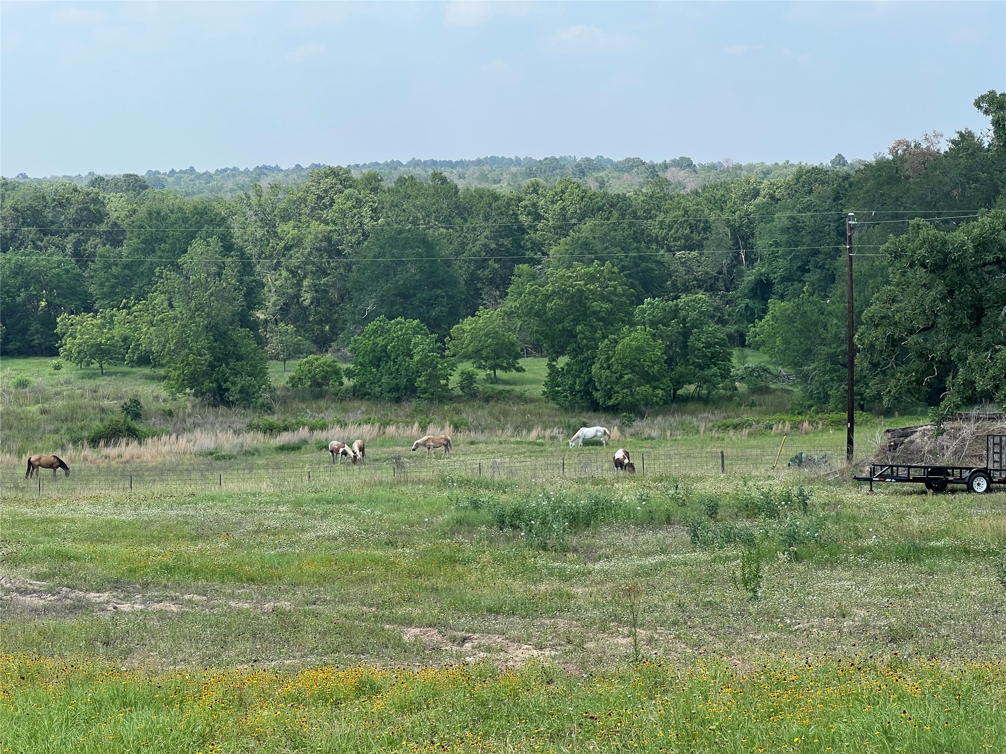 a view of a lush green space
