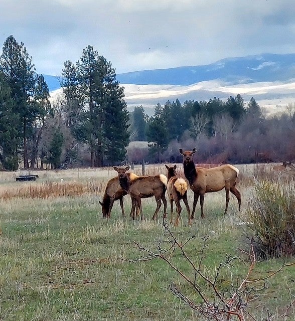 956-952 Falling Star Road Victor, MT 59875 - Photo 52 of 67 Gallery Image 52
