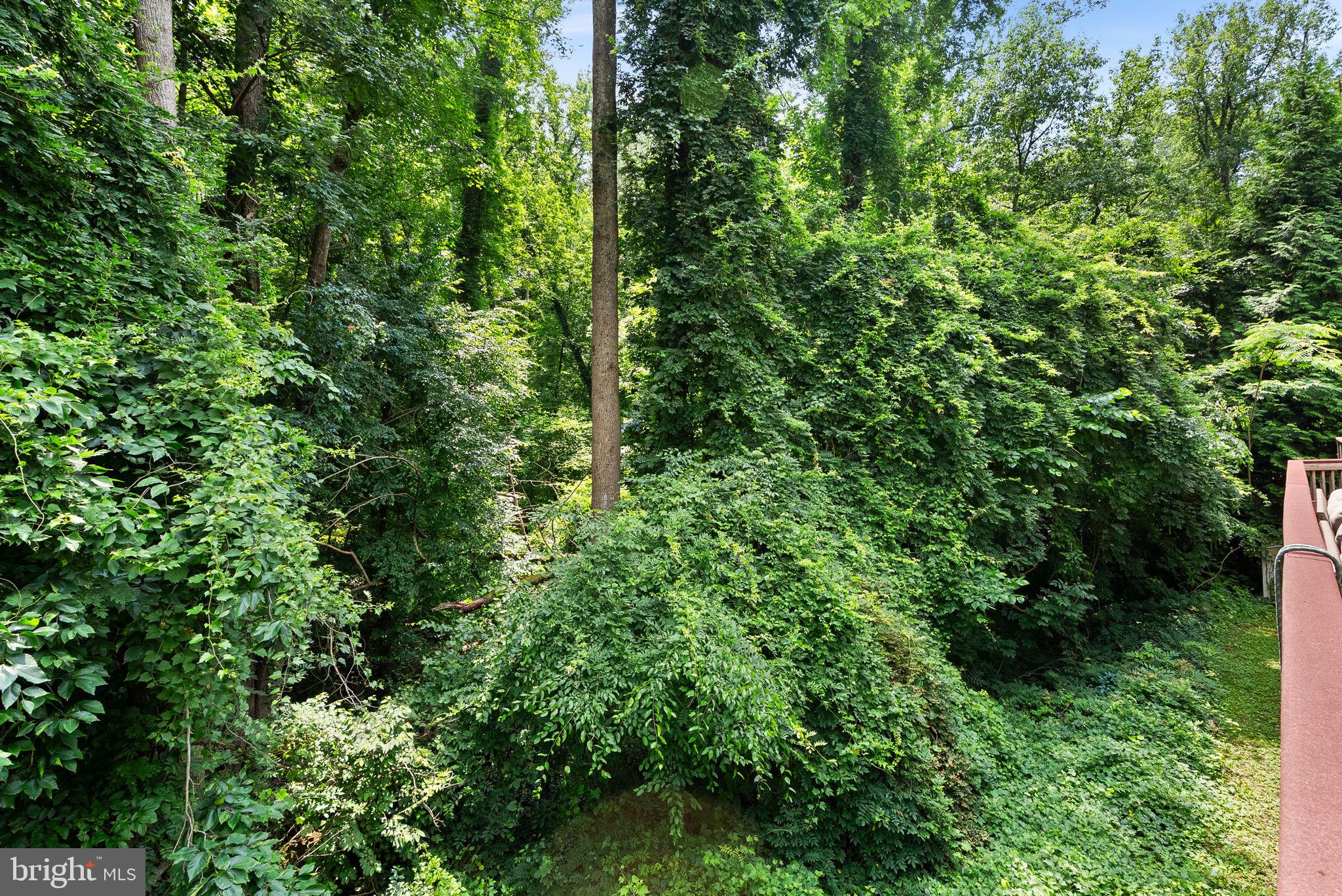7214 Calamo Street Springfield, VA 22150 - Photo 73 of 77 Wooded backyard view