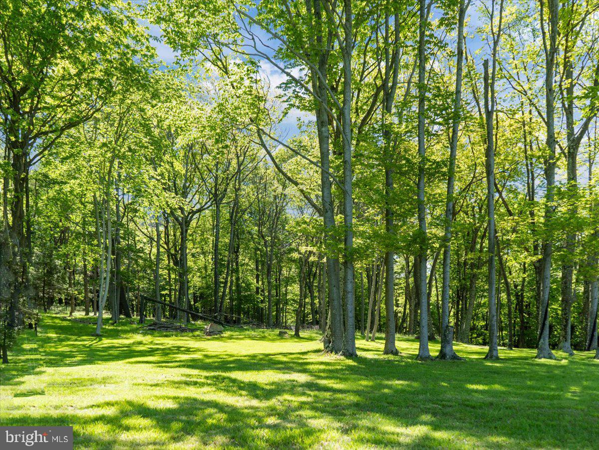 663 Bear Woods Road Mount Storm, WV 26739 - Photo 43 of 73 Lush green forest under a bright sky.