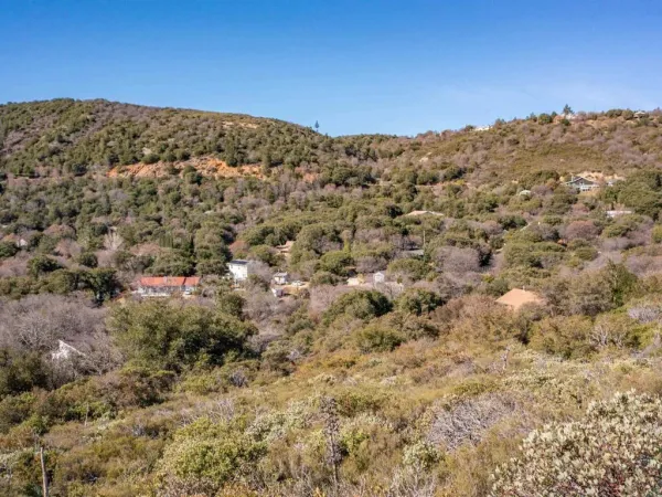 a view of a garden with a tree