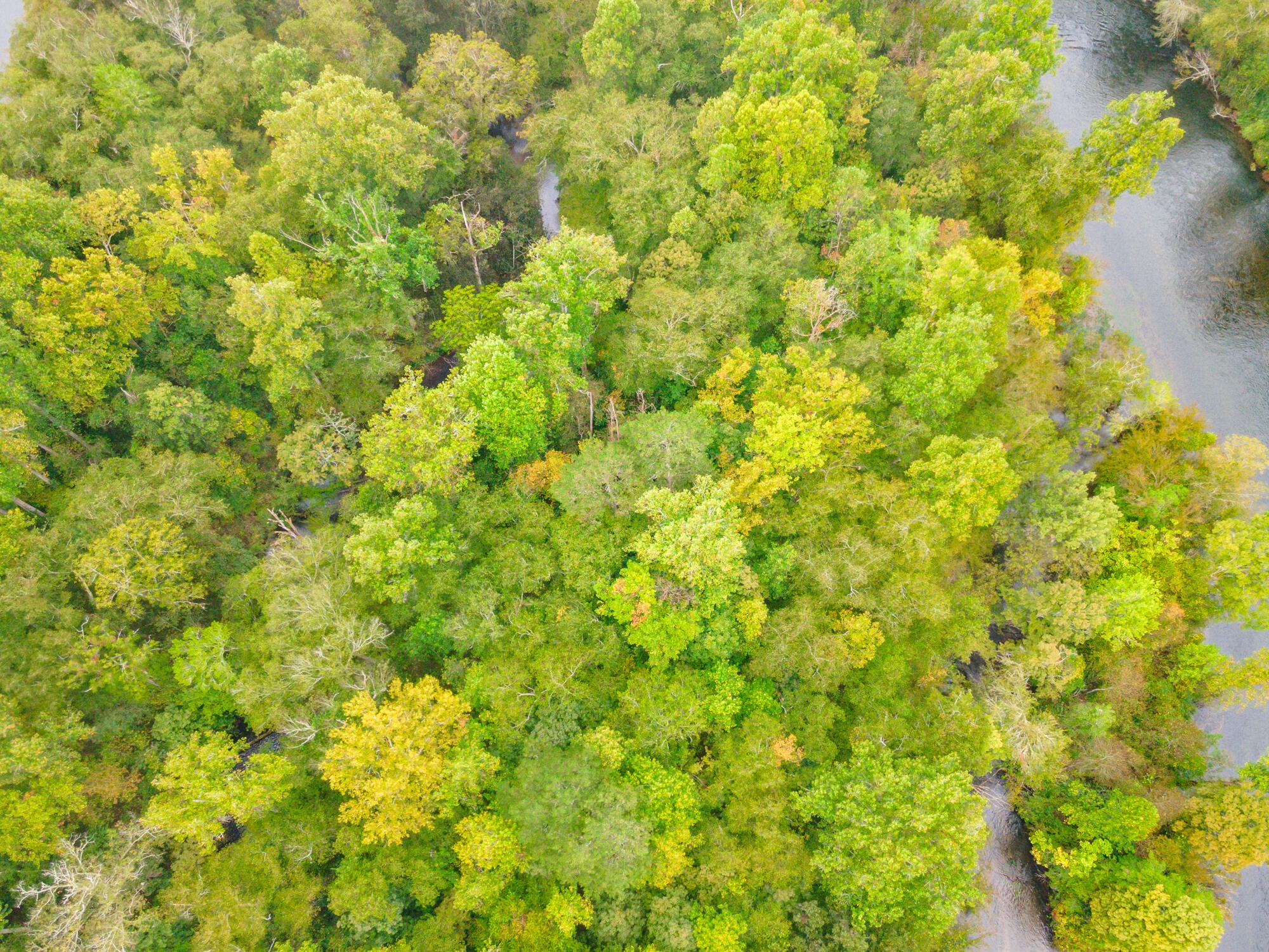 0 Ellis Creek Road Reliance, TN 37369 - Photo 38 of 52 Gallery Image 38