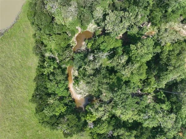 a view of a lush green forest with large trees