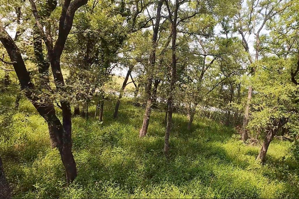 199 Cr 152 Riesel, TX 76682 - Photo 6 of 16 a view of a yard with a tree