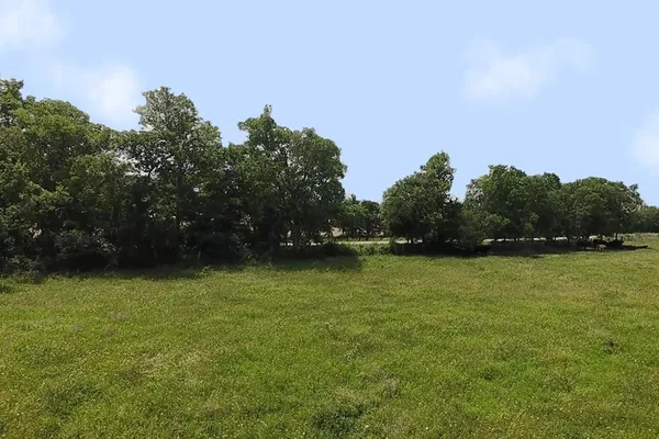 a view of a trees in a yard