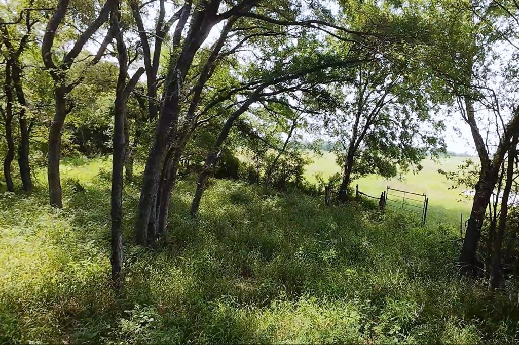 199 Cr 152 Riesel, TX 76682 - Photo 9 of 16 a view of a trees in a yard