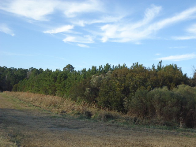 231 Squires Road Belhaven, NC 27810 - Photo 1 of 7 Primary Photo