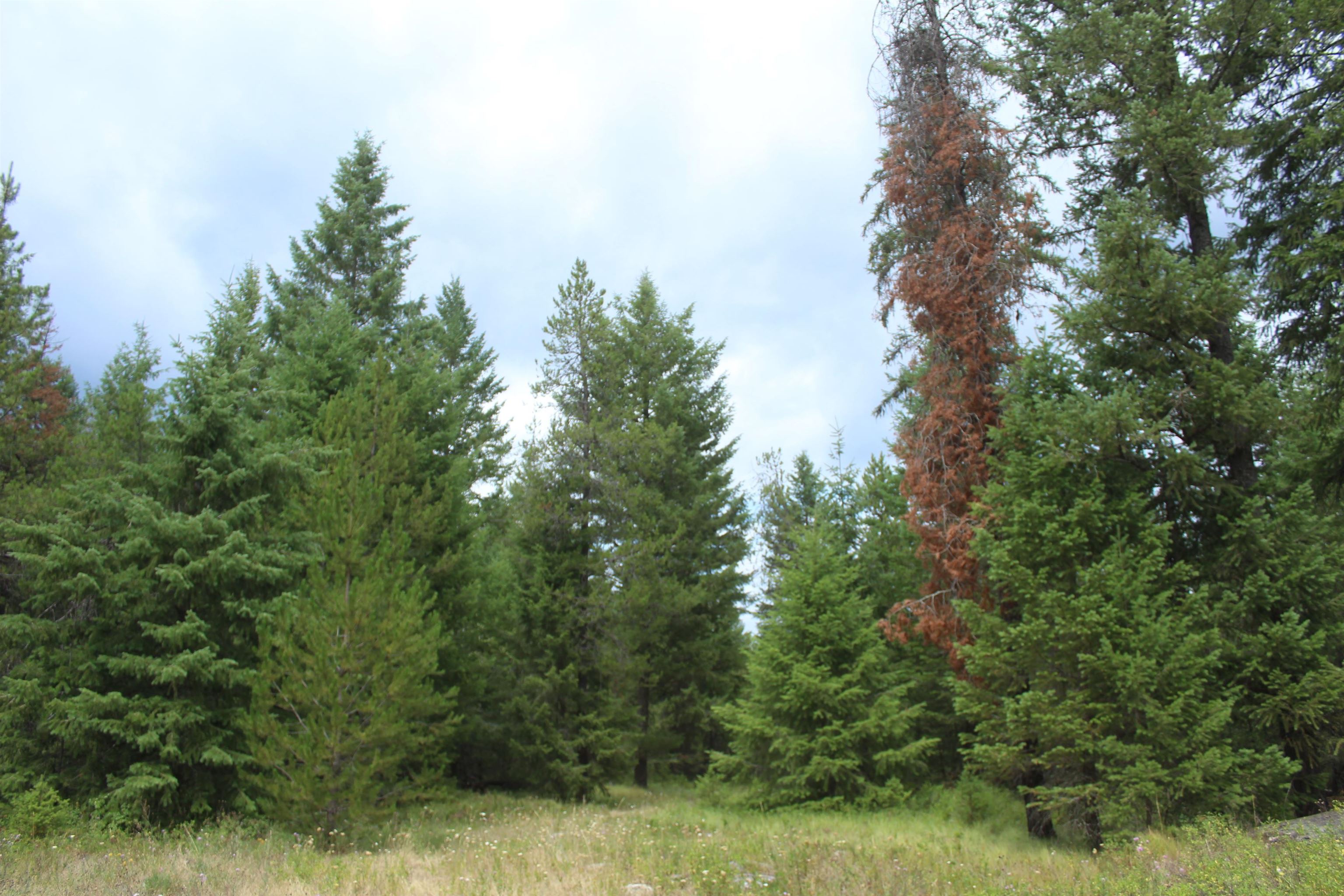 1-xx Tennant Road Newport, WA 99156 - Photo 13 of 13