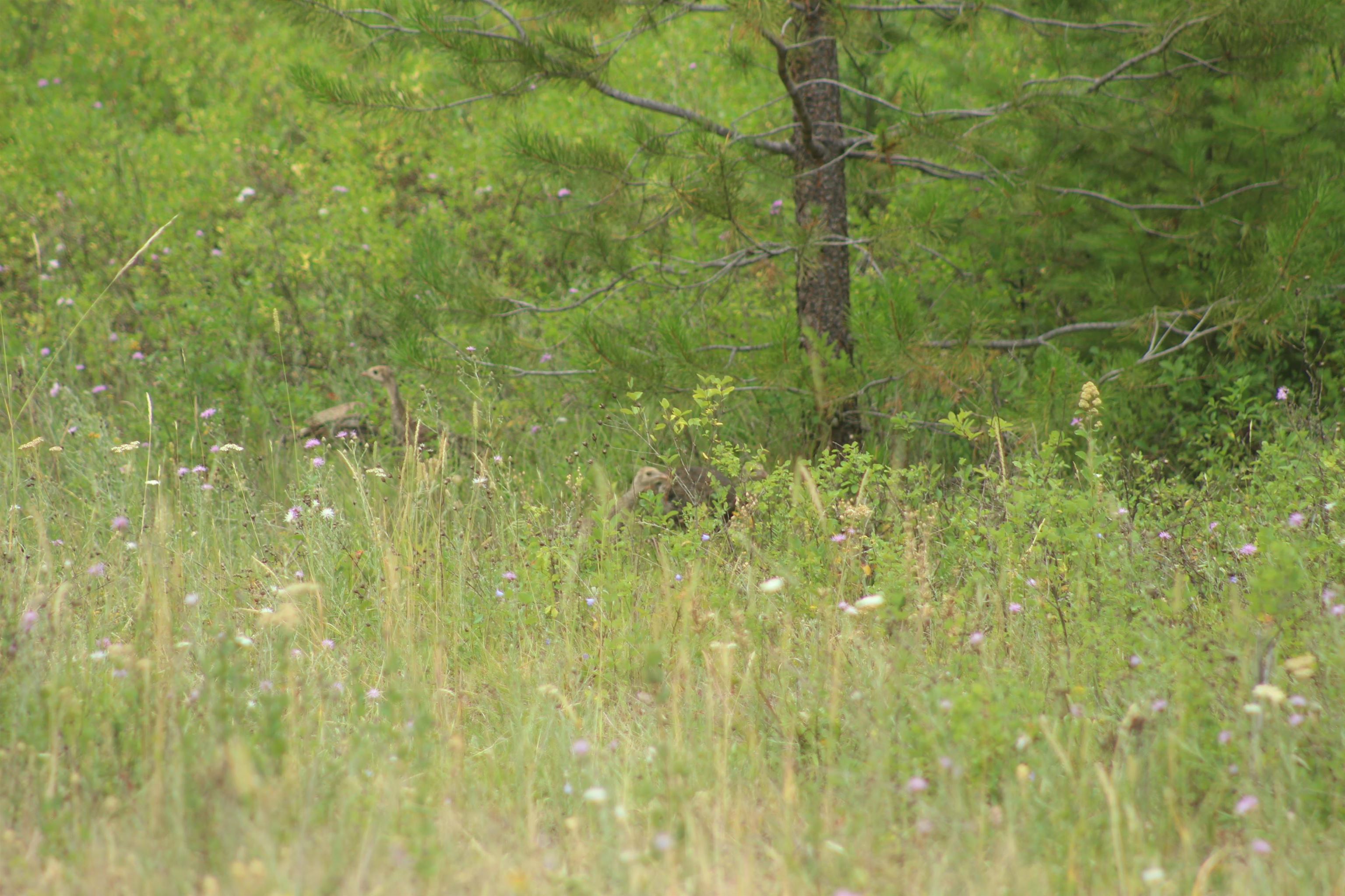 1-xx Tennant Road Newport, WA 99156 - Photo 2 of 13