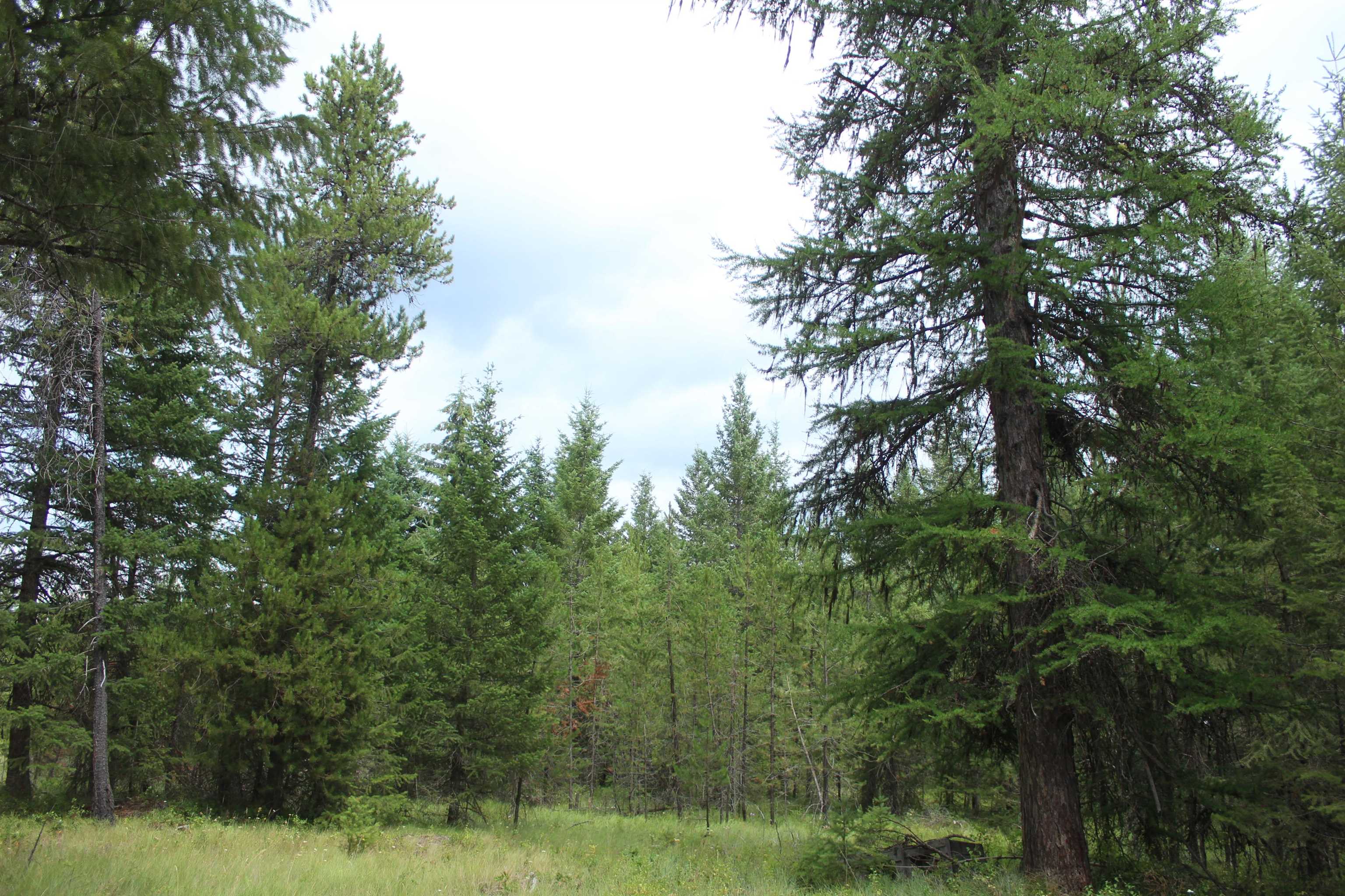 1-xx Tennant Road Newport, WA 99156 - Photo 9 of 13