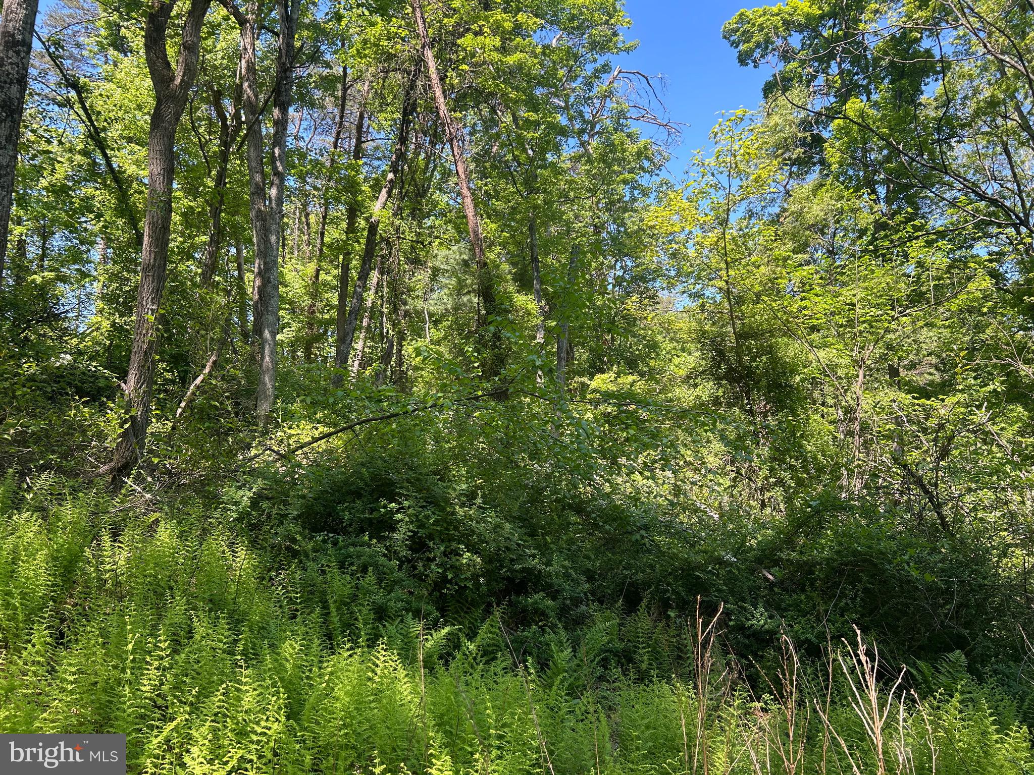 South Timber Ridge Road Cross Junction, VA 22625 - Photo 5 of 32 a view of a lush green forest