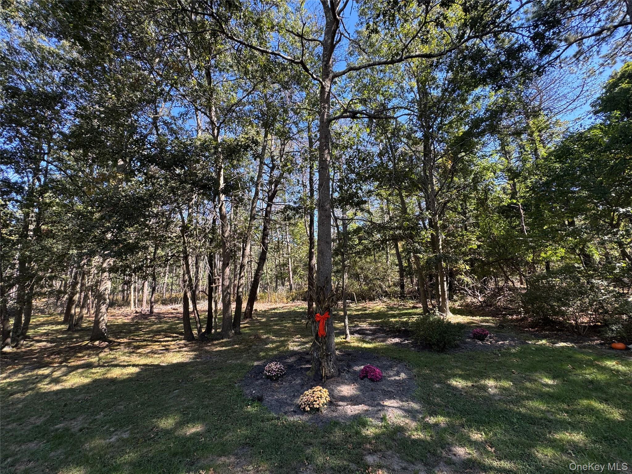 43 North Cozine Road Manorville, NY 11949 - Photo 40 of 42 View of green lawn
