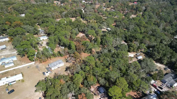a view of a forest with a tree