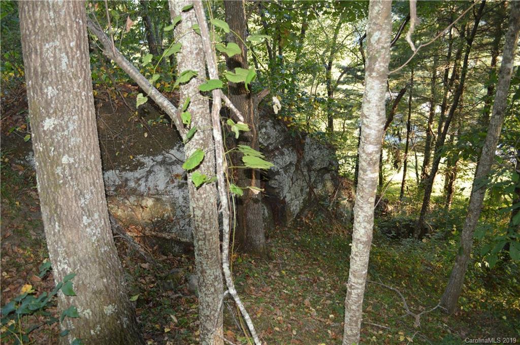 424 Goldfinch Lane Clyde, NC 28721 - Photo 25 of 42 a picture of a tree in a forest