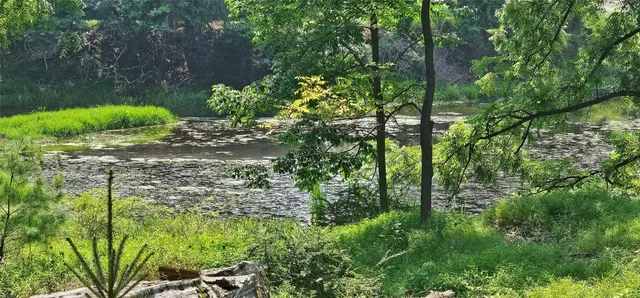 a view of a garden with plants