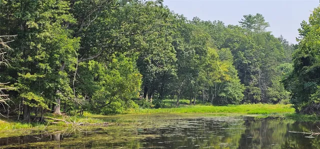a view of a grassy area with large trees