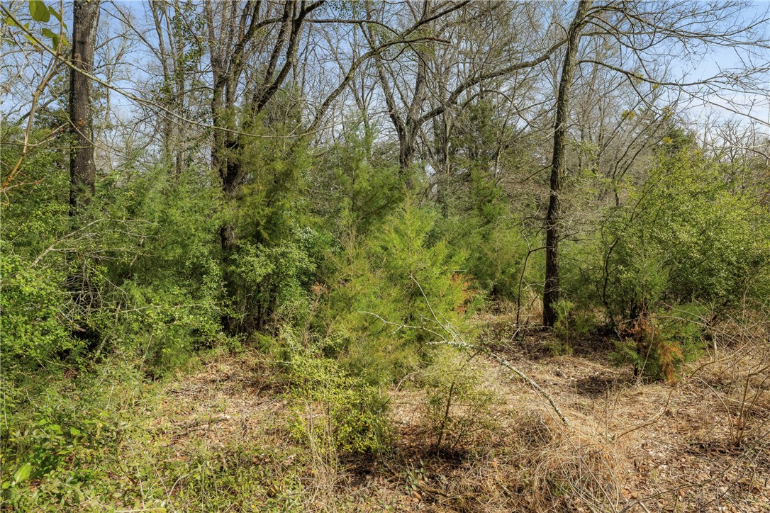 Tbd Tbd Fm-3 Marquez, TX 77865 - Photo 3 of 11 View of local wilderness with a forest view