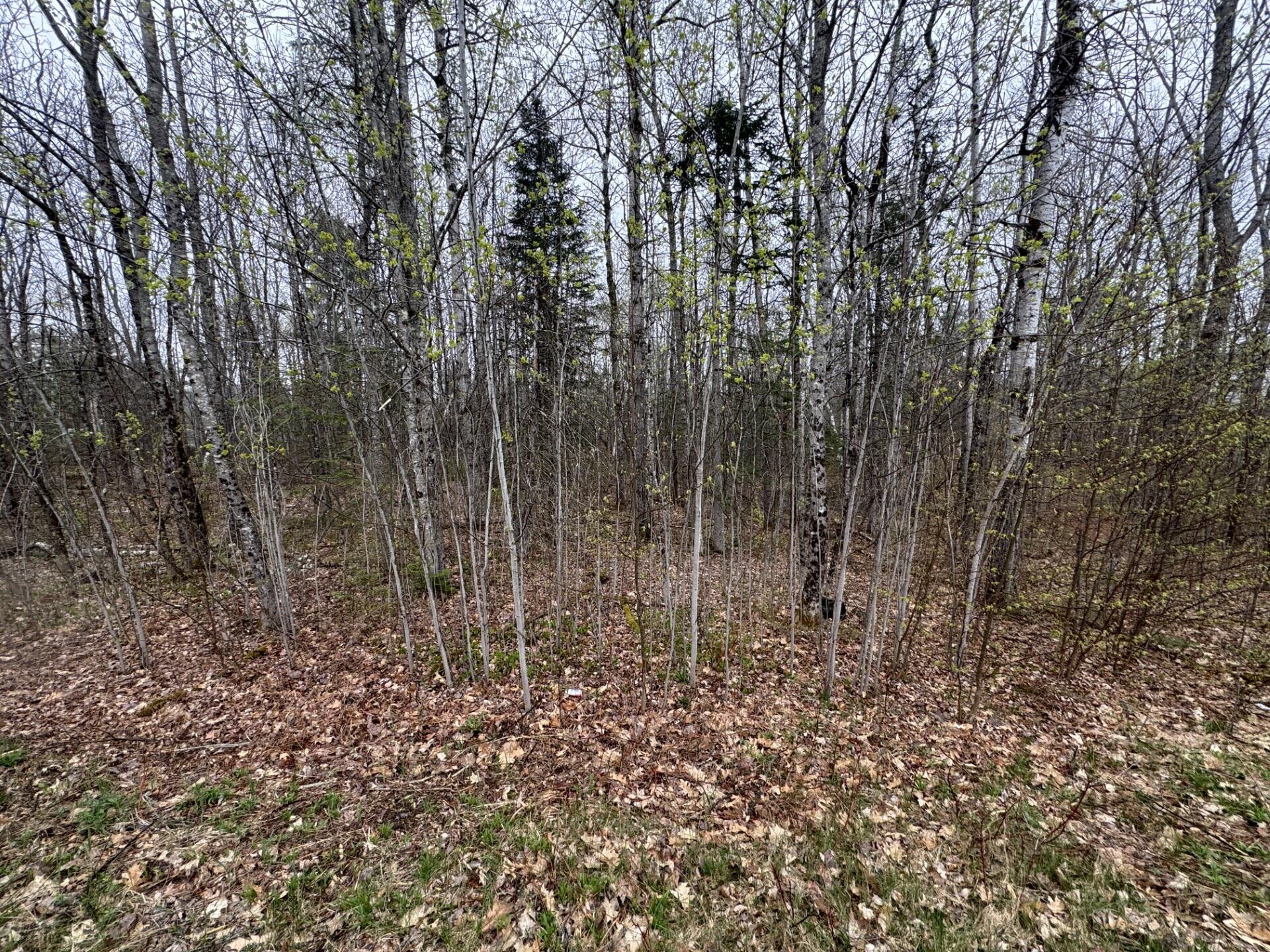 Lot 23 North Dixmont Road Dixmont, ME 04932 - Photo 3 of 5 A mixed age timber stand