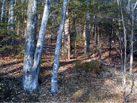 49 Treeline Road Thornton, NH 03285 - Photo 1 of 4