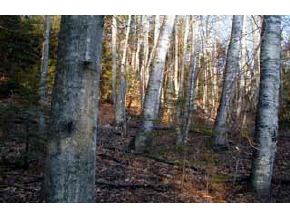 49 Treeline Road Thornton, NH 03285 - Photo 3 of 4