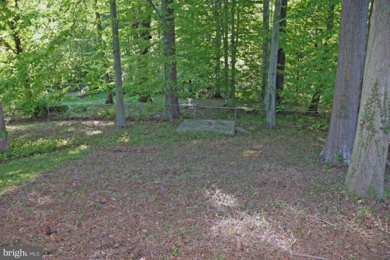 5648 Inverchapel Road Springfield, VA 22151 - Photo 6 of 30 a view of a forest with trees in the background