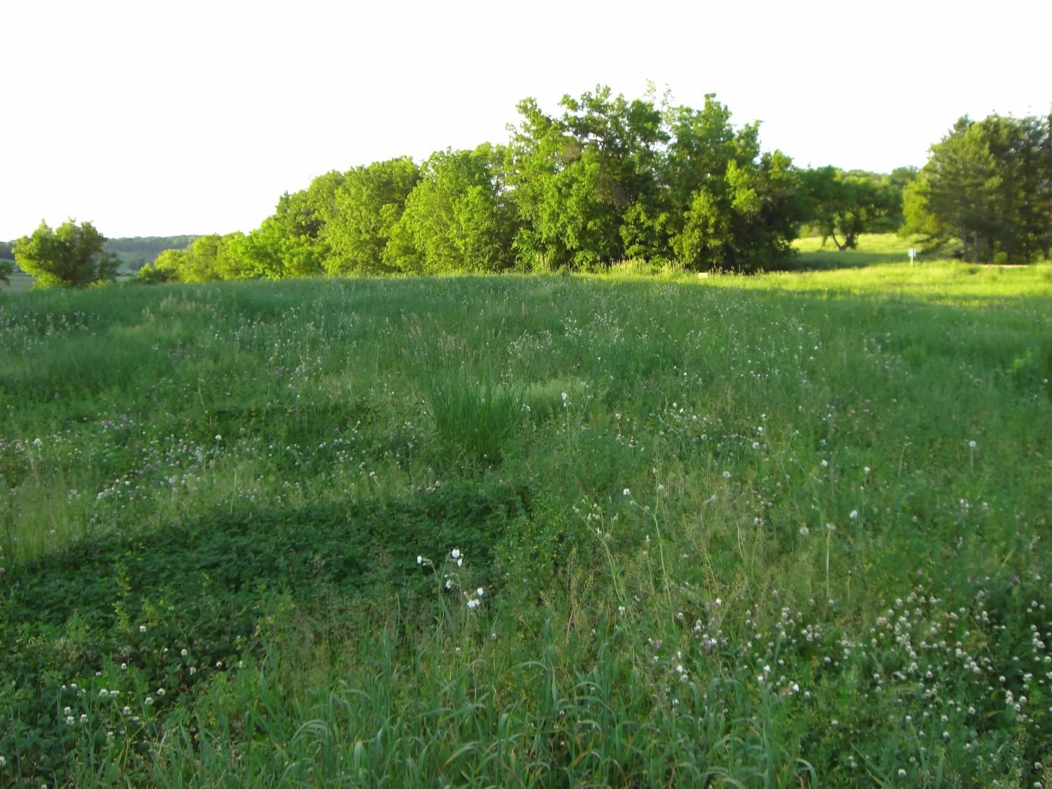 Lot 15 Porter Bridge Road Bloomington, WI 53804 - Photo 8 of 14