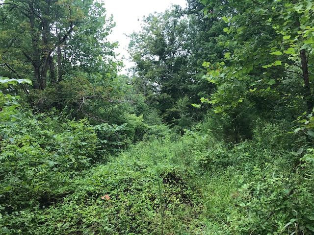 Ridge Ridge Crittenden, KY 41030 - Photo 8 of 14