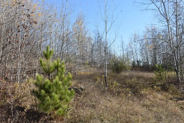 a view of a forest with a tree