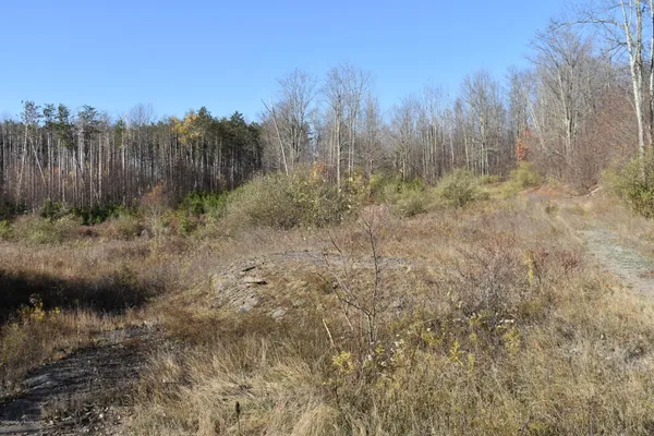 a view of a yard with trees in the background