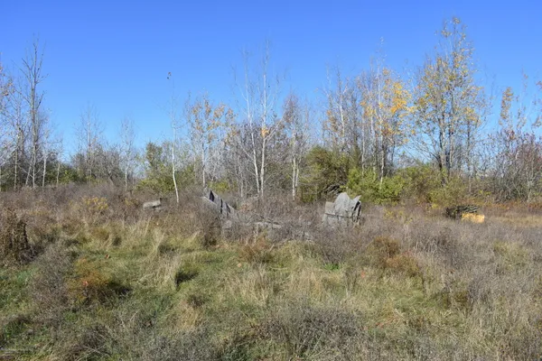 a view of a forest with a house in the background