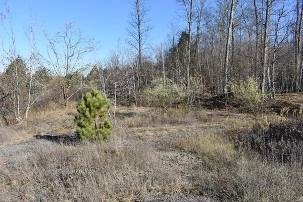 a big yard with lots of green space