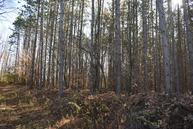 a view of lots of trees