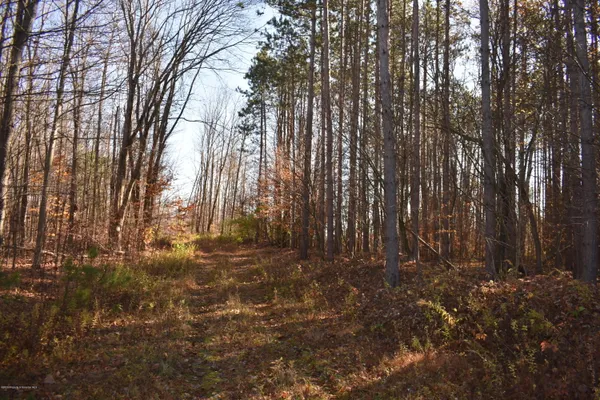a view of backyard with tree