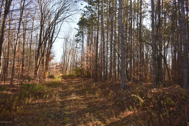 a view of backyard with tree