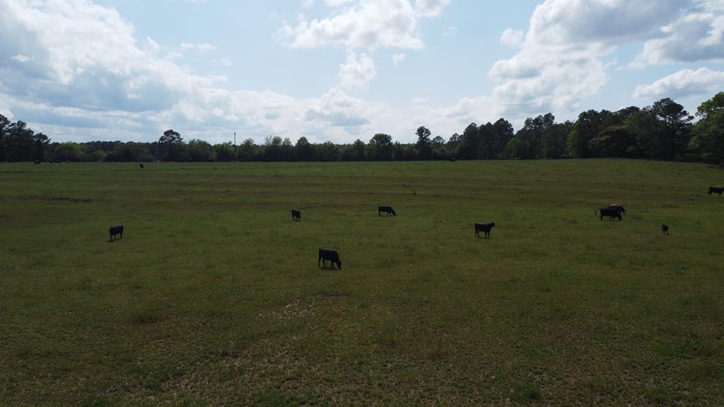 0 County Road 661 Samson, AL 36477 - Photo 10 of 11