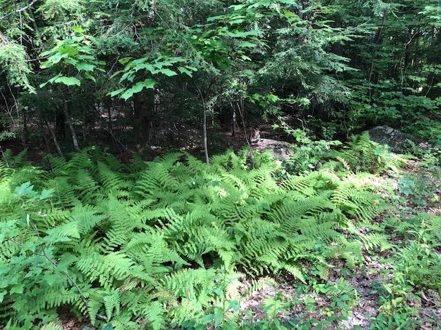 Slip Road Greenfield, NH 03047 - Photo 2 of 4