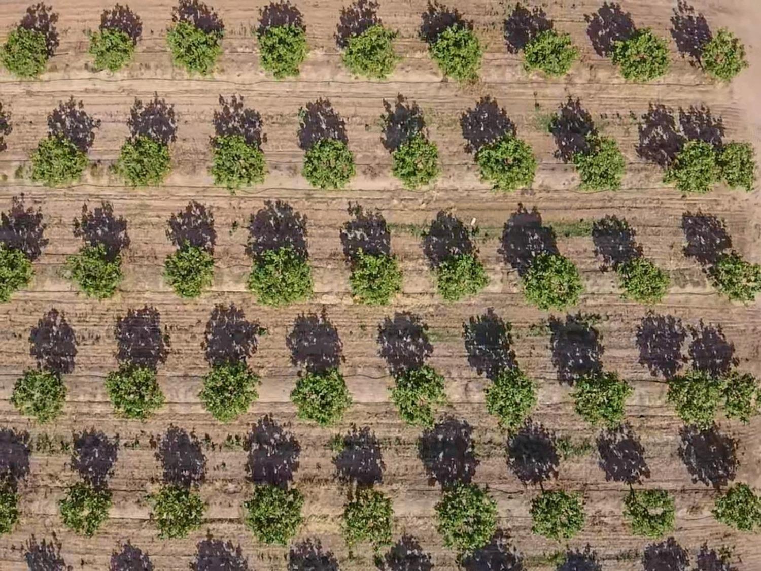 14155 Buchanan Hollow Road Le Grand, CA 95333 - Photo 12 of 46 a view of a yard with plants and large trees