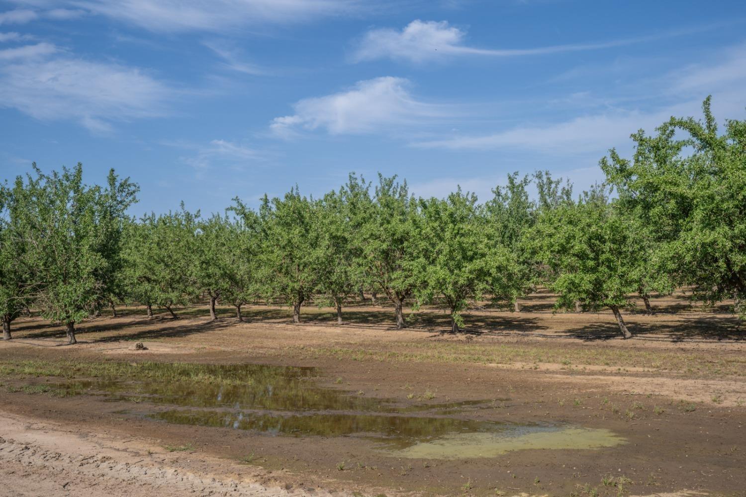 14155 Buchanan Hollow Road Le Grand, CA 95333 - Photo 3 of 46 a view of a yard