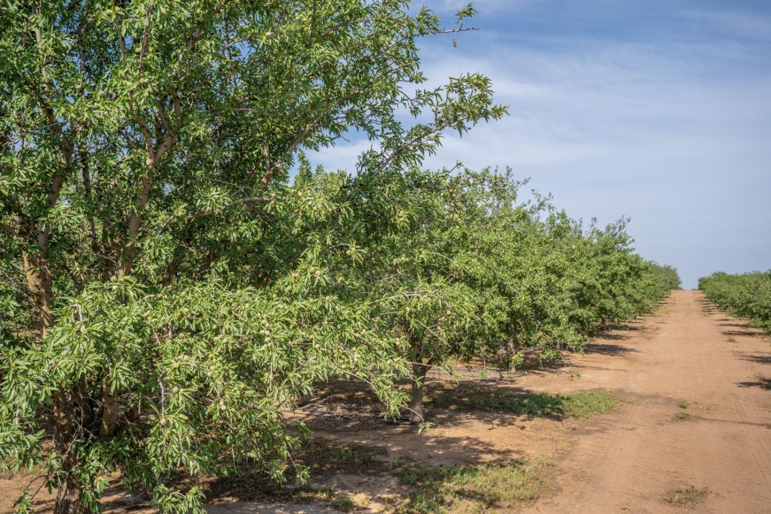14155 Buchanan Hollow Road Le Grand, CA 95333 - Photo 5 of 46 a view of a yard with plants and trees