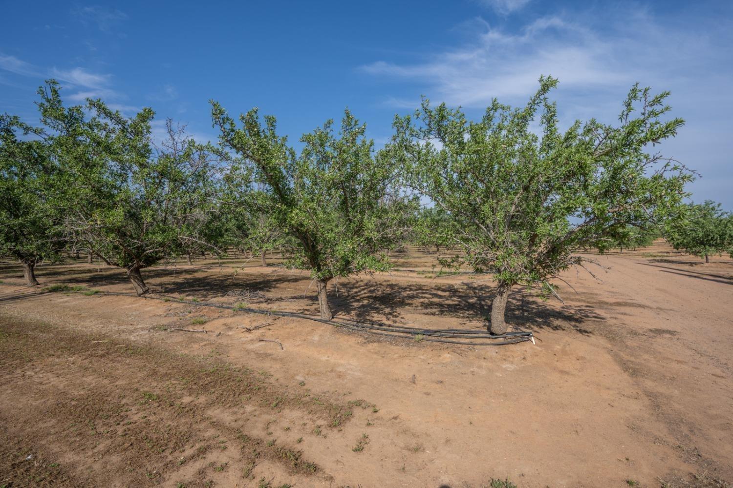 14155 Buchanan Hollow Road Le Grand, CA 95333 - Photo 6 of 46 a backyard of a house with lots of green space