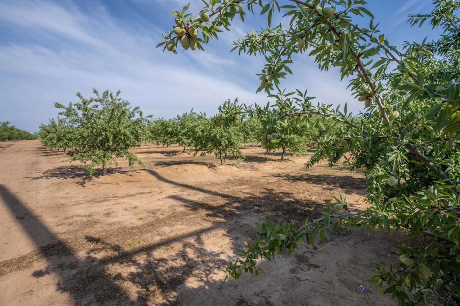 14155 Buchanan Hollow Road Le Grand, CA 95333 - Photo 7 of 46 a view of a yard with plants and large trees