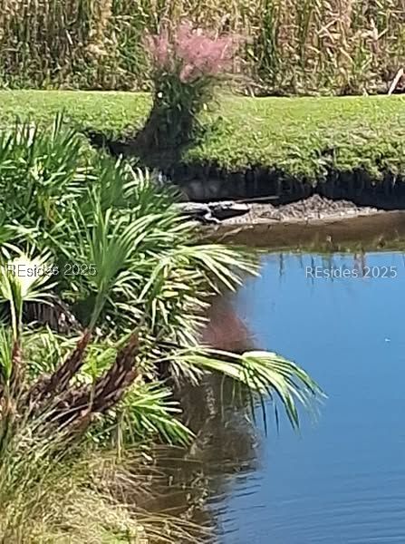 40 Folly Field Road, Unit 225 Hilton Head Island, SC 29928 - Photo 49 of 49 walter "wallie" local gator sun bathing.