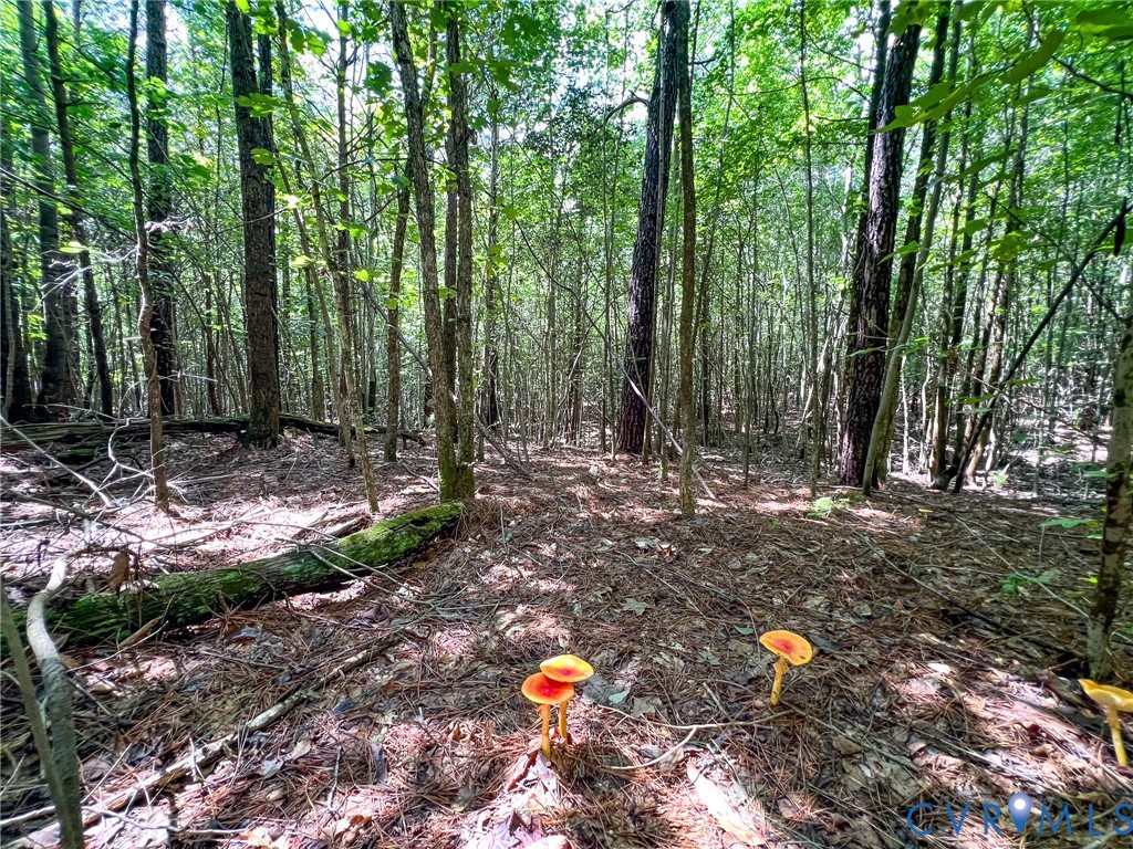 25.5-acres Ladysmith Road Ruther Glen, VA 22546 - Photo 12 of 42 Gallery Image 12