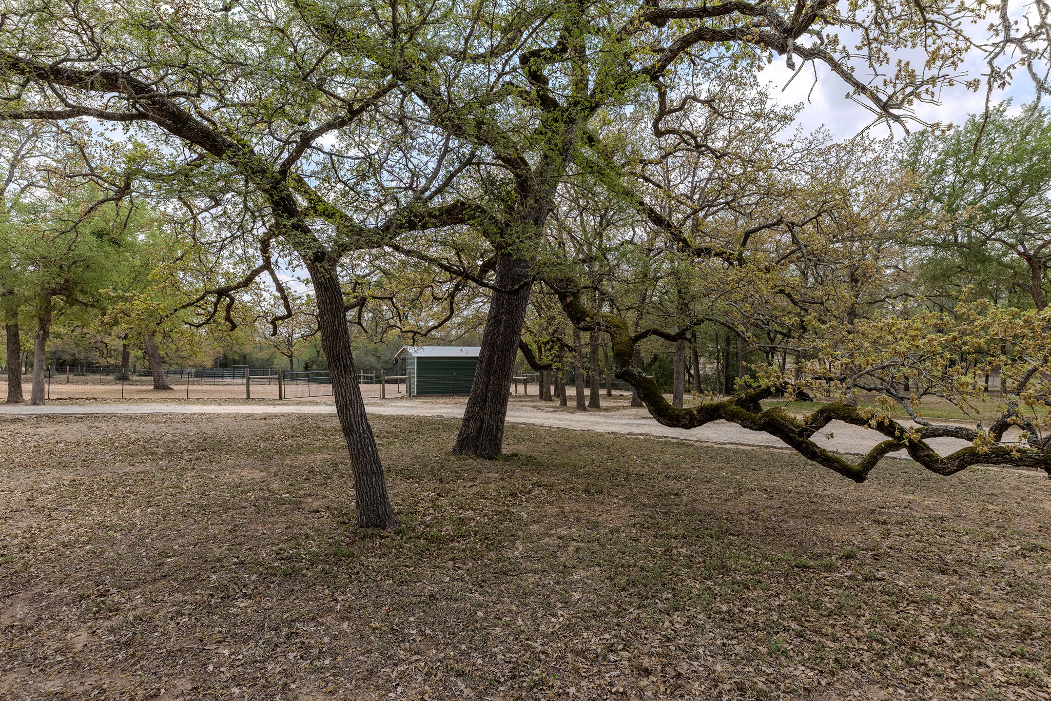 202 The Oaks Boulevard Elgin, TX 78621 - Photo 10 of 40 View of yard. Property has mature trees and fruit trees.