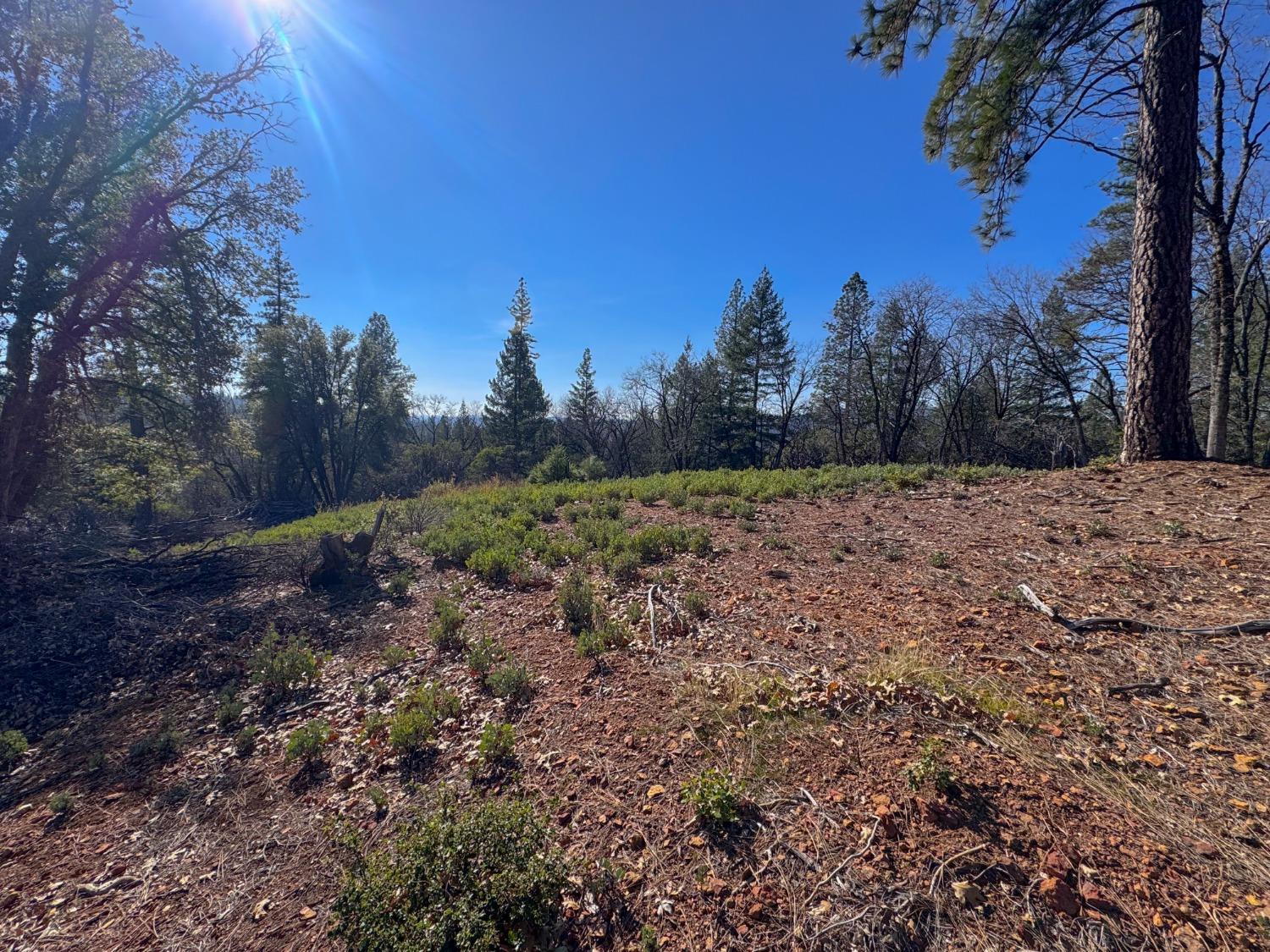 17414 You Bet Road Grass Valley, CA 95945 - Photo 3 of 18 a view of a yard with a tree