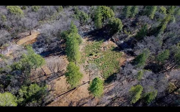 a view of a garden with plants