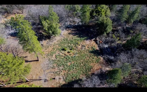 a view of a garden with a building