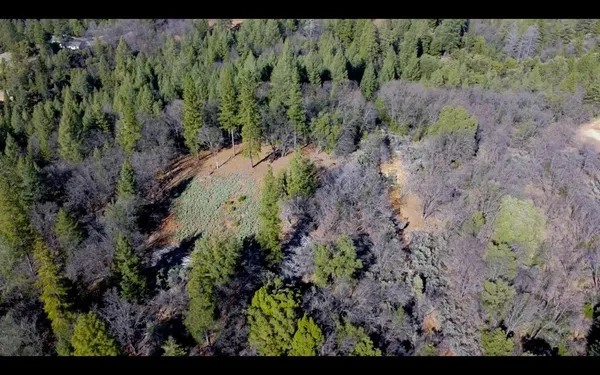 a view of a garden with a tree