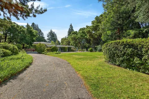 a view of a yard with plants and large trees