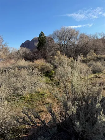 a view of a dry yard with green space